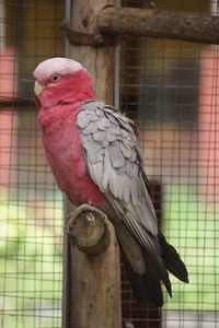 Close-up of parrot perching in cage