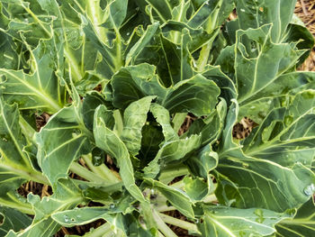 High angle view of leaves growing on plant at field