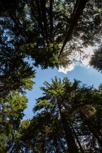 Low angle view of trees against sky