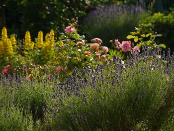 Close-up of purple flowers