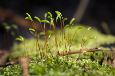 Close-up of plants growing on field