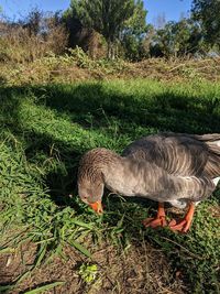 View of bird on field