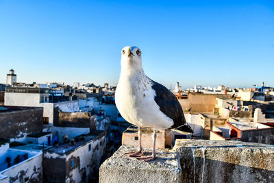 Seagull perching on retaining wall against clear blue sky