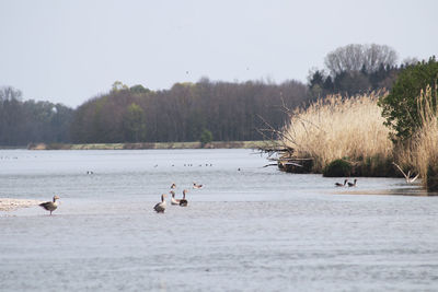 View of birds in lake against clear sky