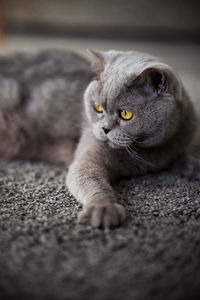 Close-up portrait of a cat