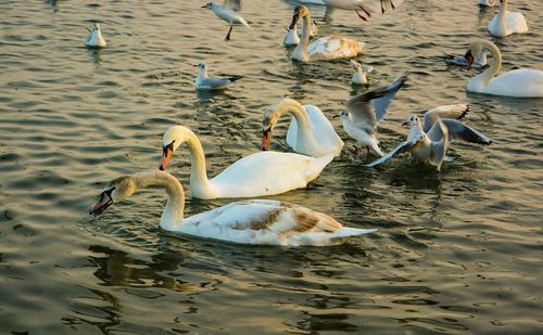 Birds in calm water