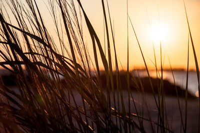 Close-up of plants at sunset