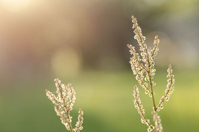 Close-up of flowering plant on field