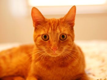 Close-up portrait of cat at home