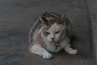 Portrait of cat resting on floor