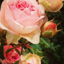 Close-up of pink rose