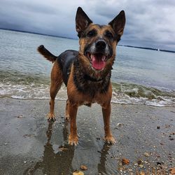 Portrait of dog on beach