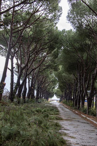 Trees growing in forest