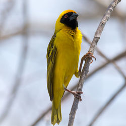 Yellow masked weaverbird on plant stick