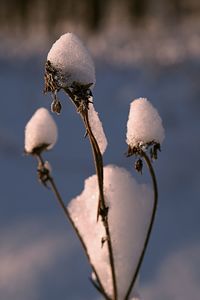 Close-up of frozen plant