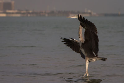 Bird on sea shore during sunset