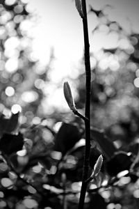 Close-up of fresh green plant against sky