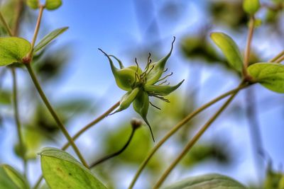 Close-up of flowering plants on field