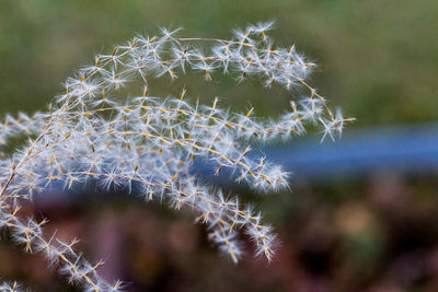 Close-up of cactus plant