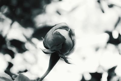 Close-up of red flowering plant