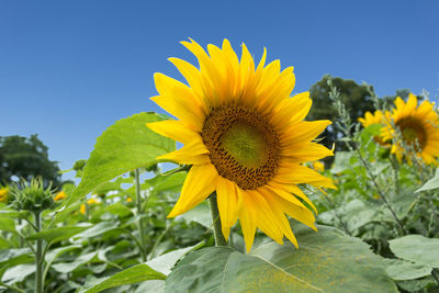 Close-up of sunflower