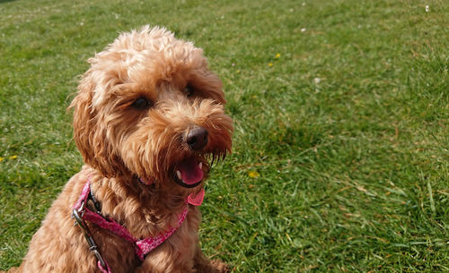 Close-up of dog on grassy field