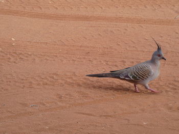 High angle view of bird on sand