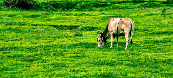 Horse grazing in a field