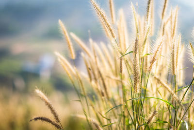 Close-up of wheat growing on field