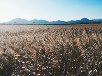 Scenic view of landscape against clear sky