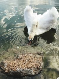 High angle view of swan swimming in lake