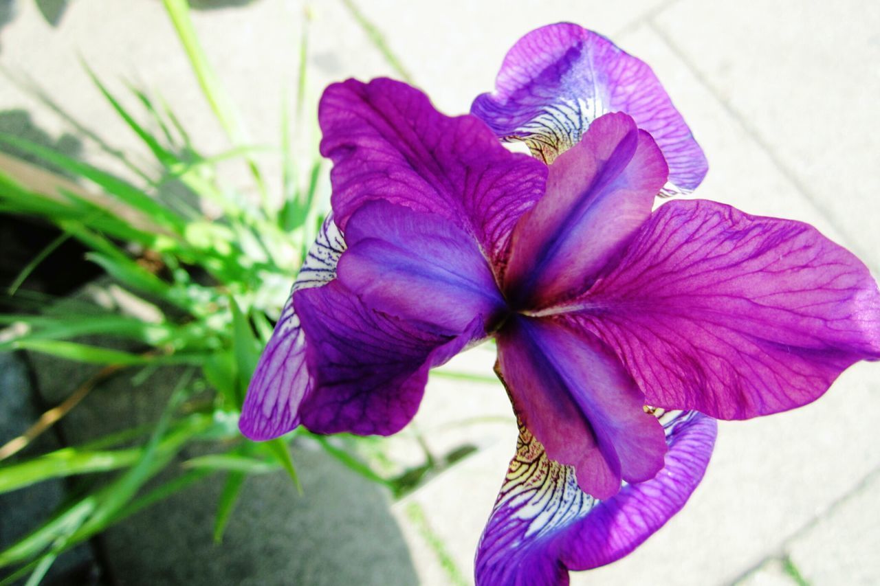 CLOSE-UP OF PURPLE FLOWER