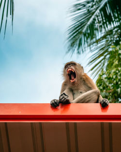 Monkey sitting on a railing