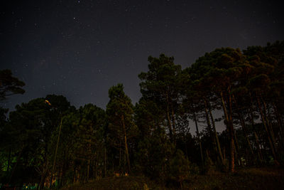 Low angle view of trees against sky at night