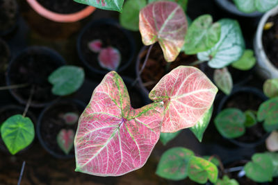 High angle view of pink leaves on plant