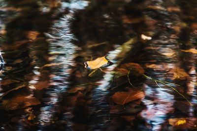Full frame shot of plants in water