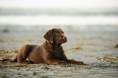 Portrait of dog sitting on beach against sky