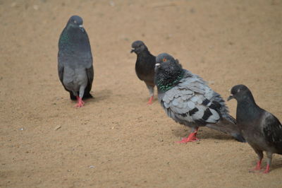 Pigeons perching on a land