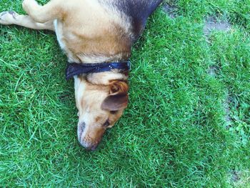 High angle view of dog relaxing on grassy field