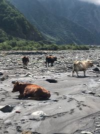 View of cows on landscape