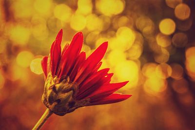 Close-up of red flower blooming outdoors