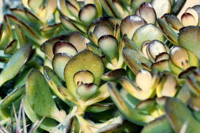 Succulent plant in the garden