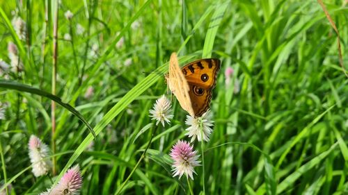 Butterfly on purple flower