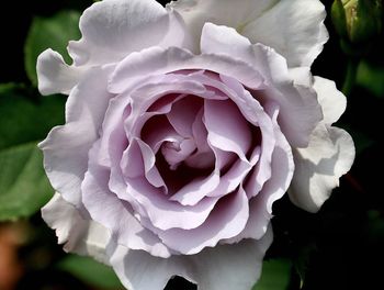 Close-up of white rose blooming outdoors