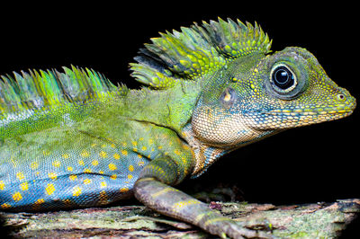Close-up of lizard against black background