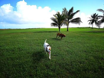 Dog on grassy field against sky