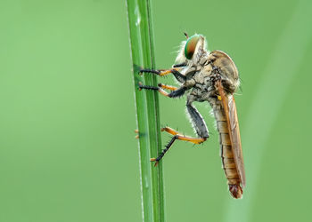 Close-up of insect on leaf