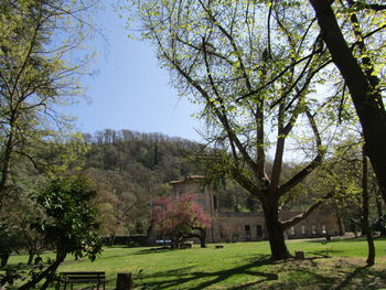 Trees in park against clear sky