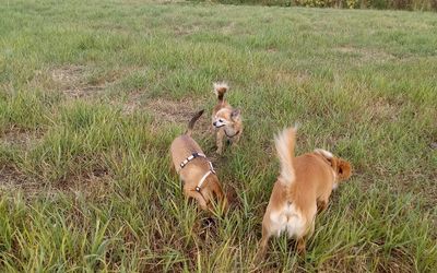 View of a dog on field