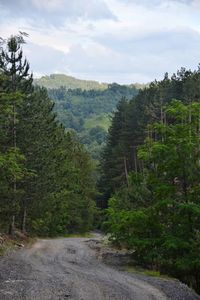 Road amidst trees and plants against sky